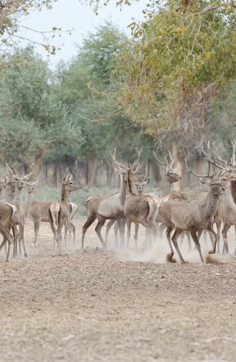 Wild Life / Foto Hunting / Bird Watching